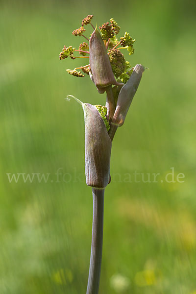 Behaarte Purgierdolde (Thapsia villosa)