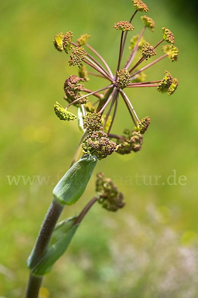 Behaarte Purgierdolde (Thapsia villosa)