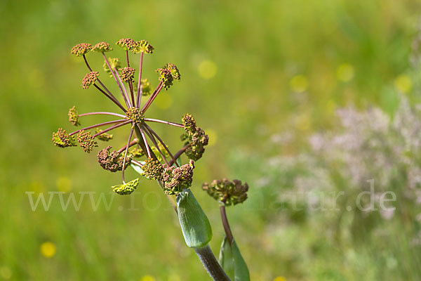 Behaarte Purgierdolde (Thapsia villosa)