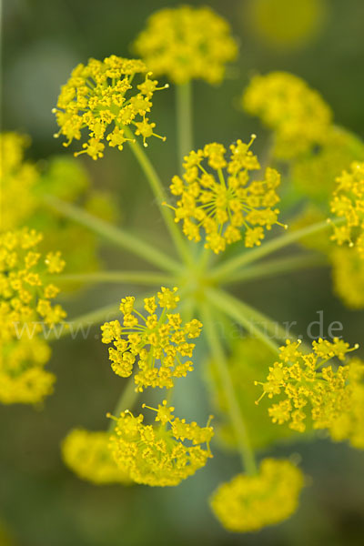 Behaarte Purgierdolde (Thapsia villosa)