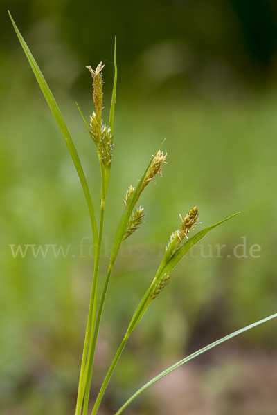 Behaarte Segge (Carex hirta)