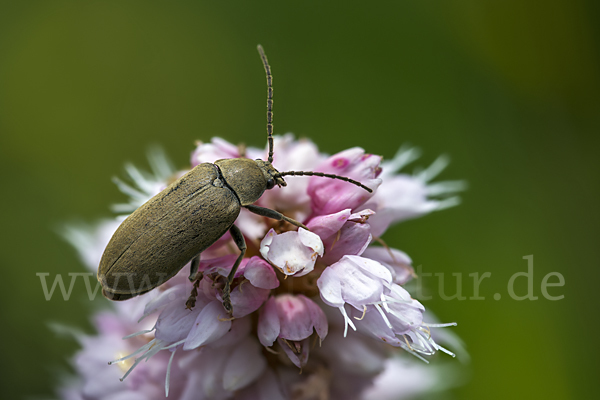 Behaarter Moorweichkäfer (Dascillus cervinus)