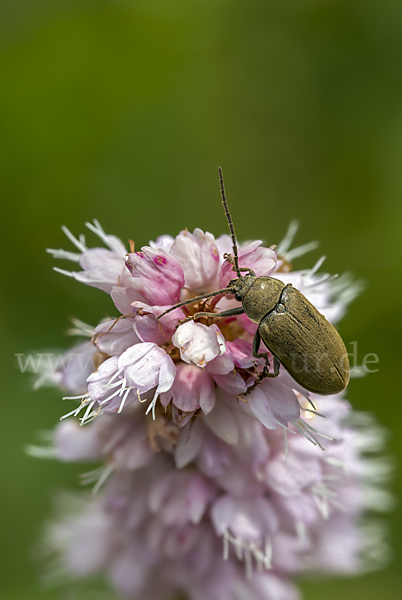 Behaarter Moorweichkäfer (Dascillus cervinus)