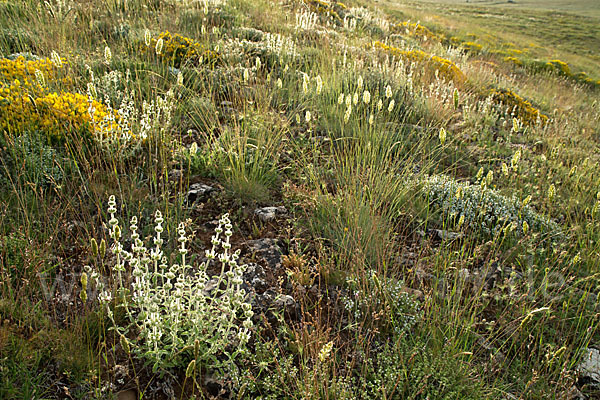 Behaartes Gliedkraut (Sideritis hirsuta)