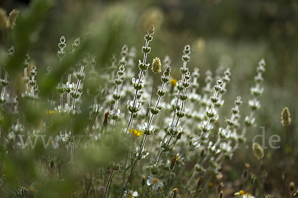 Behaartes Gliedkraut (Sideritis hirsuta)