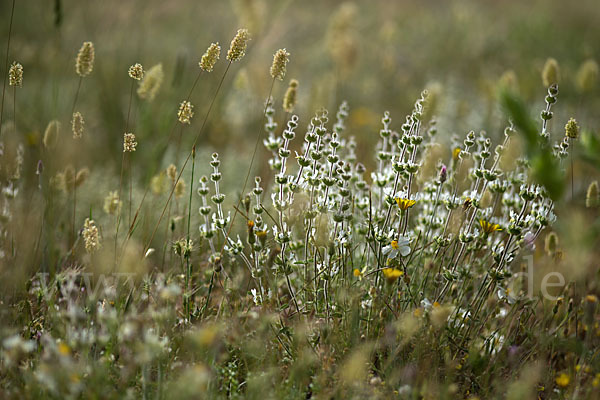 Behaartes Gliedkraut (Sideritis hirsuta)