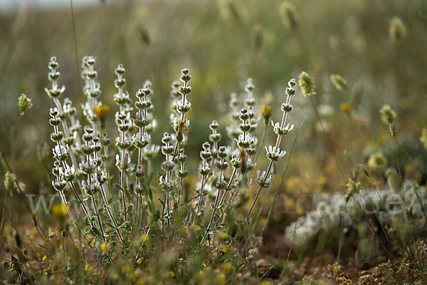 Behaartes Gliedkraut (Sideritis hirsuta)