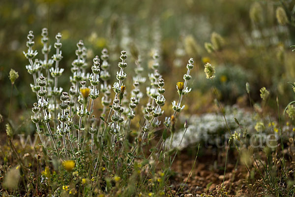 Behaartes Gliedkraut (Sideritis hirsuta)