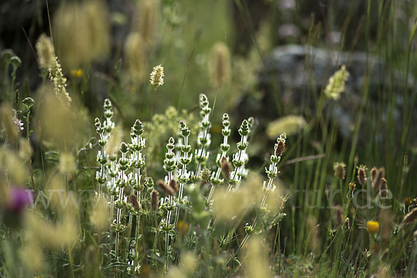 Behaartes Gliedkraut (Sideritis hirsuta)