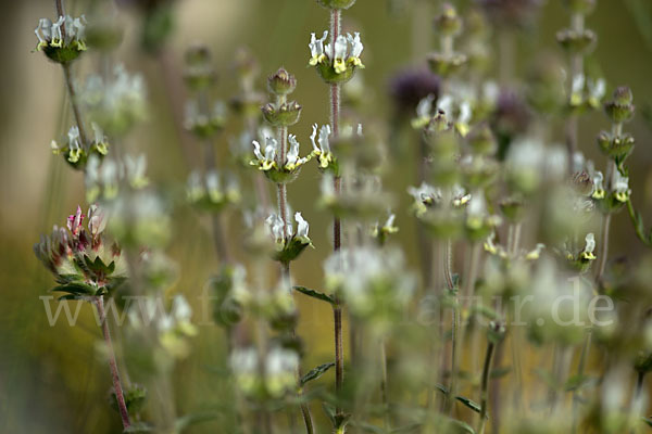 Behaartes Gliedkraut (Sideritis hirsuta)