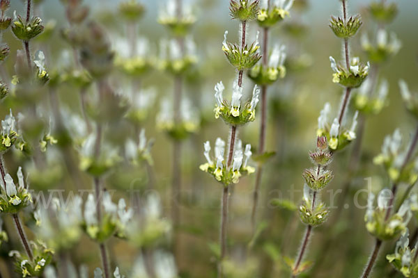 Behaartes Gliedkraut (Sideritis hirsuta)