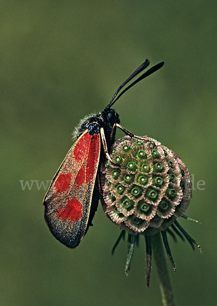 Beilfleck-Rotwidderchen (Zygaena loti)