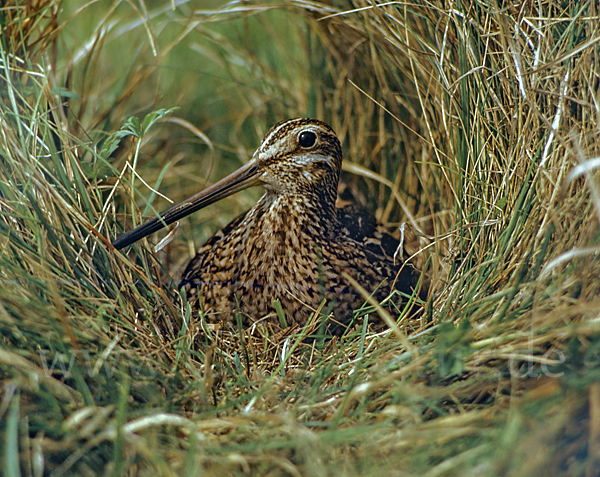 Bekassine (Gallinago gallinago)