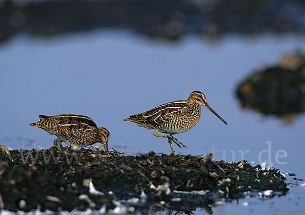 Bekassine (Gallinago gallinago)