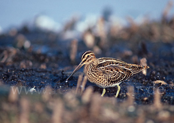 Bekassine (Gallinago gallinago)