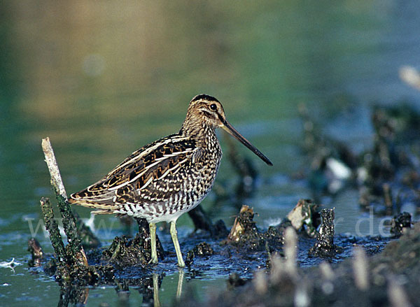 Bekassine (Gallinago gallinago)