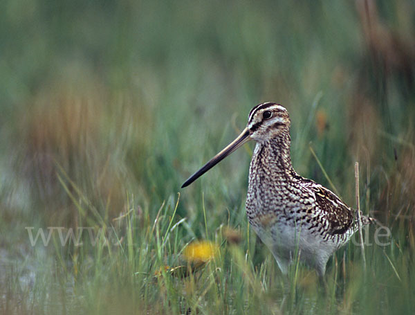 Bekassine (Gallinago gallinago)