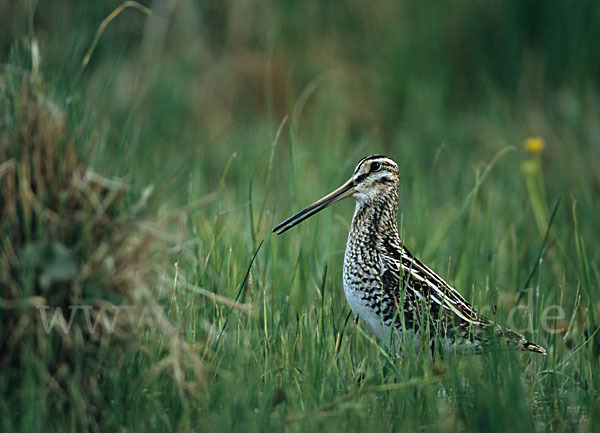 Bekassine (Gallinago gallinago)