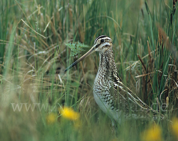 Bekassine (Gallinago gallinago)