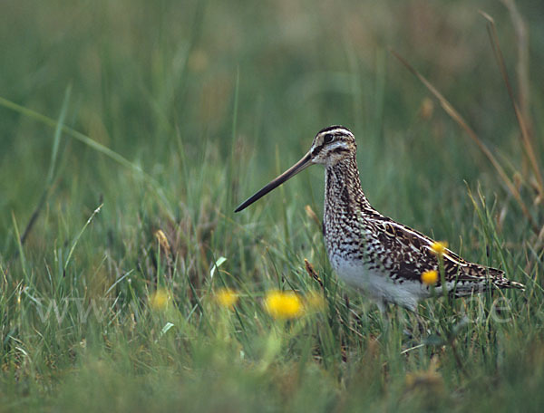 Bekassine (Gallinago gallinago)