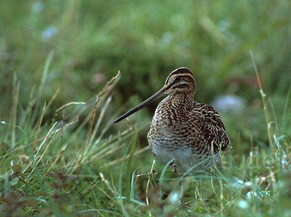 Bekassine (Gallinago gallinago)