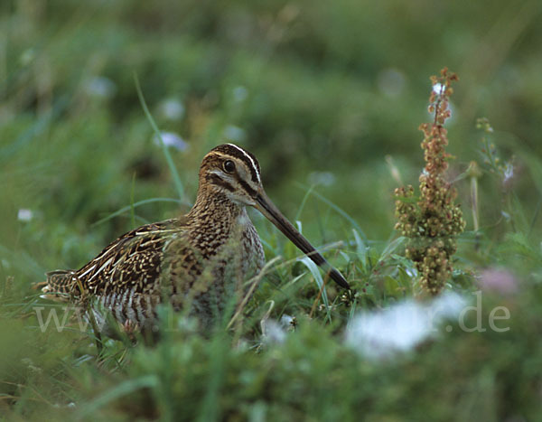 Bekassine (Gallinago gallinago)