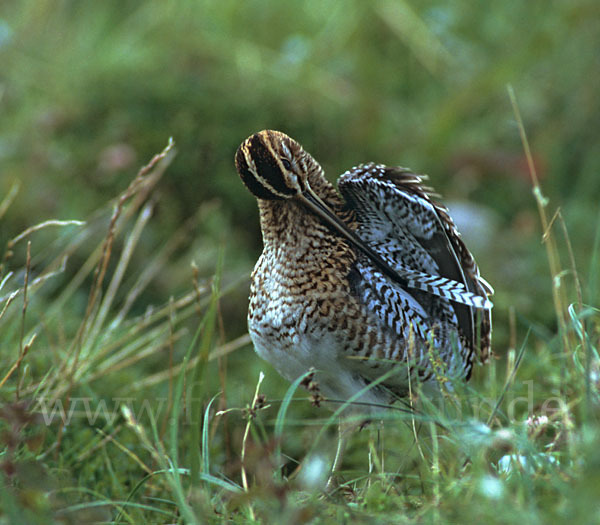 Bekassine (Gallinago gallinago)