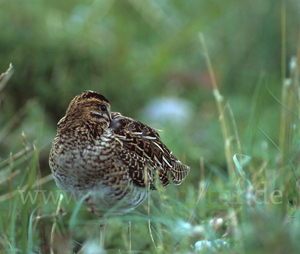 Bekassine (Gallinago gallinago)