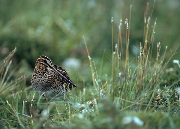 Bekassine (Gallinago gallinago)