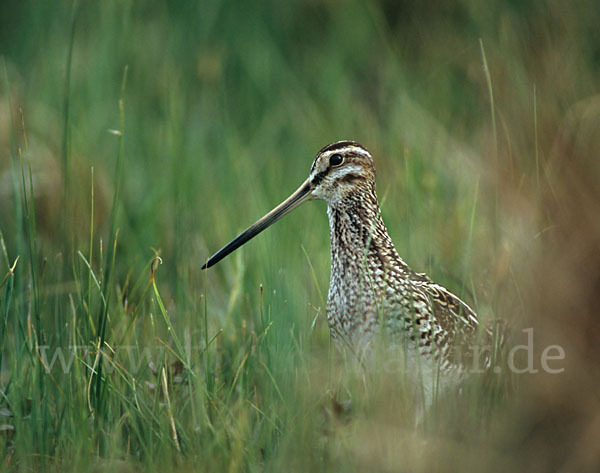 Bekassine (Gallinago gallinago)