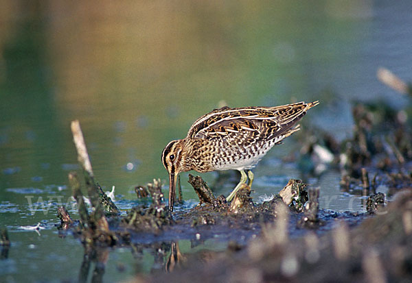 Bekassine (Gallinago gallinago)