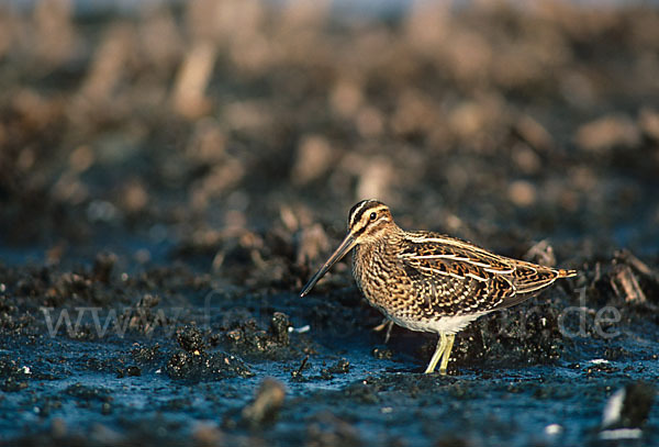 Bekassine (Gallinago gallinago)