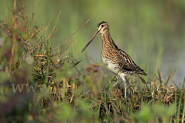 Bekassine (Gallinago gallinago)