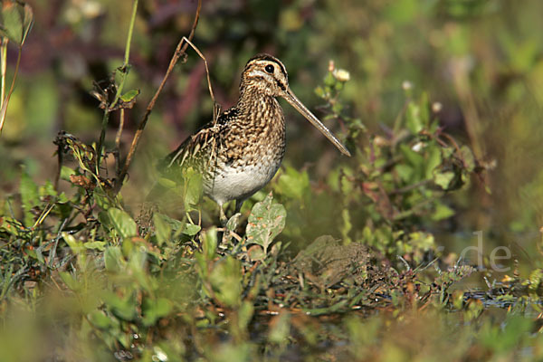 Bekassine (Gallinago gallinago)