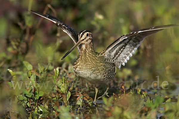 Bekassine (Gallinago gallinago)