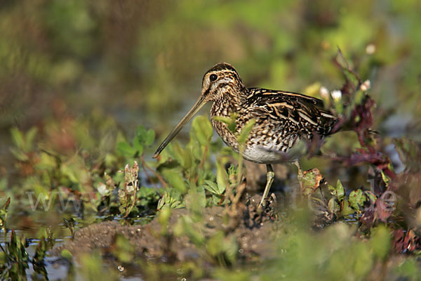 Bekassine (Gallinago gallinago)