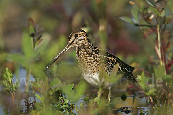 Bekassine (Gallinago gallinago)