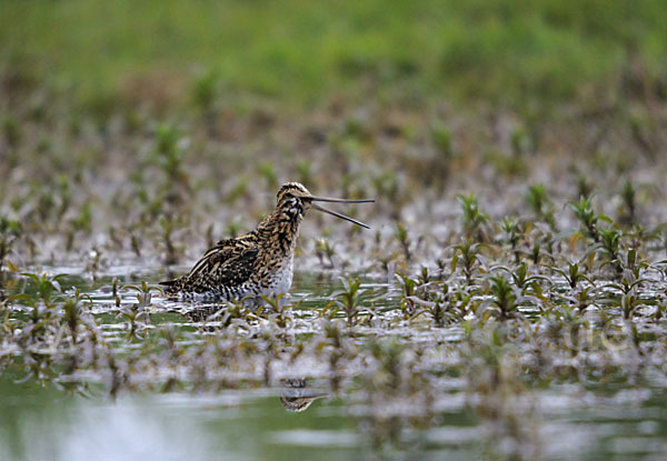 Bekassine (Gallinago gallinago)