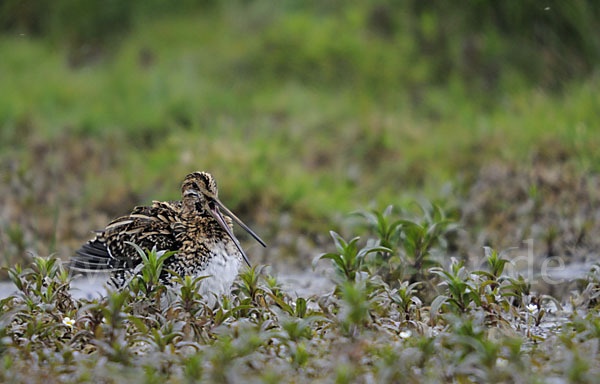 Bekassine (Gallinago gallinago)