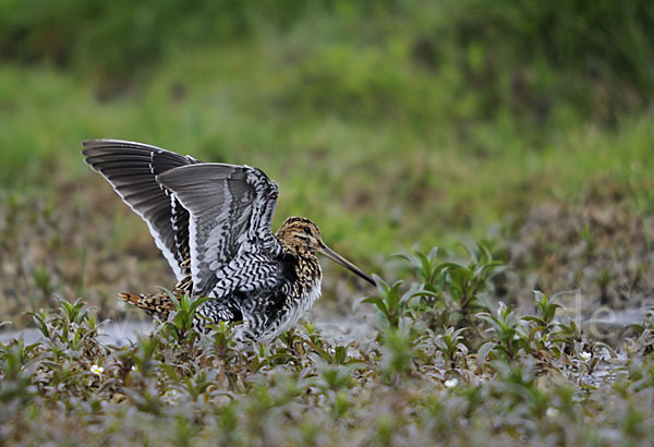 Bekassine (Gallinago gallinago)