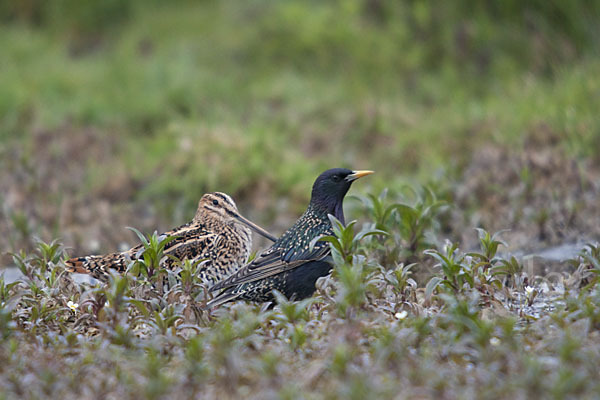 Bekassine (Gallinago gallinago)