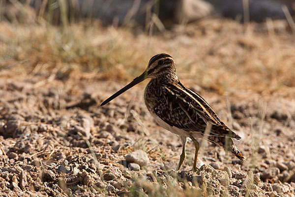 Bekassine (Gallinago gallinago)