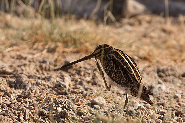 Bekassine (Gallinago gallinago)