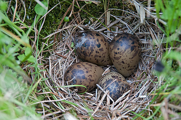 Bekassine (Gallinago gallinago)