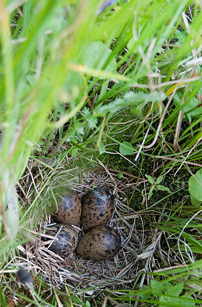 Bekassine (Gallinago gallinago)