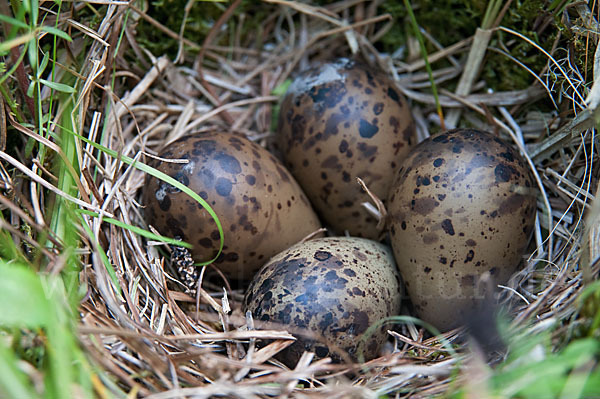 Bekassine (Gallinago gallinago)