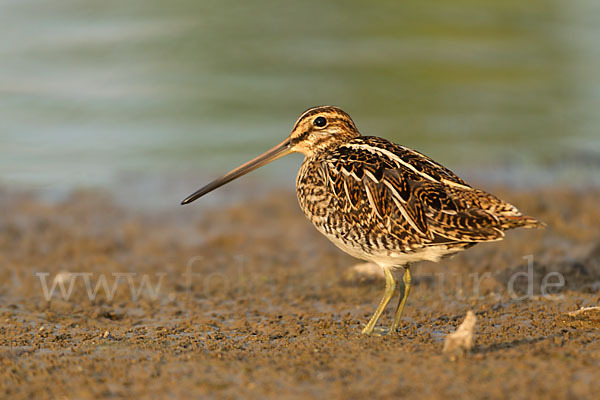 Bekassine (Gallinago gallinago)