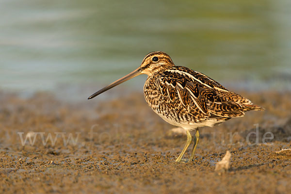 Bekassine (Gallinago gallinago)