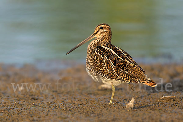 Bekassine (Gallinago gallinago)