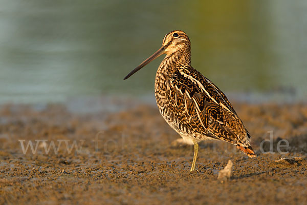 Bekassine (Gallinago gallinago)